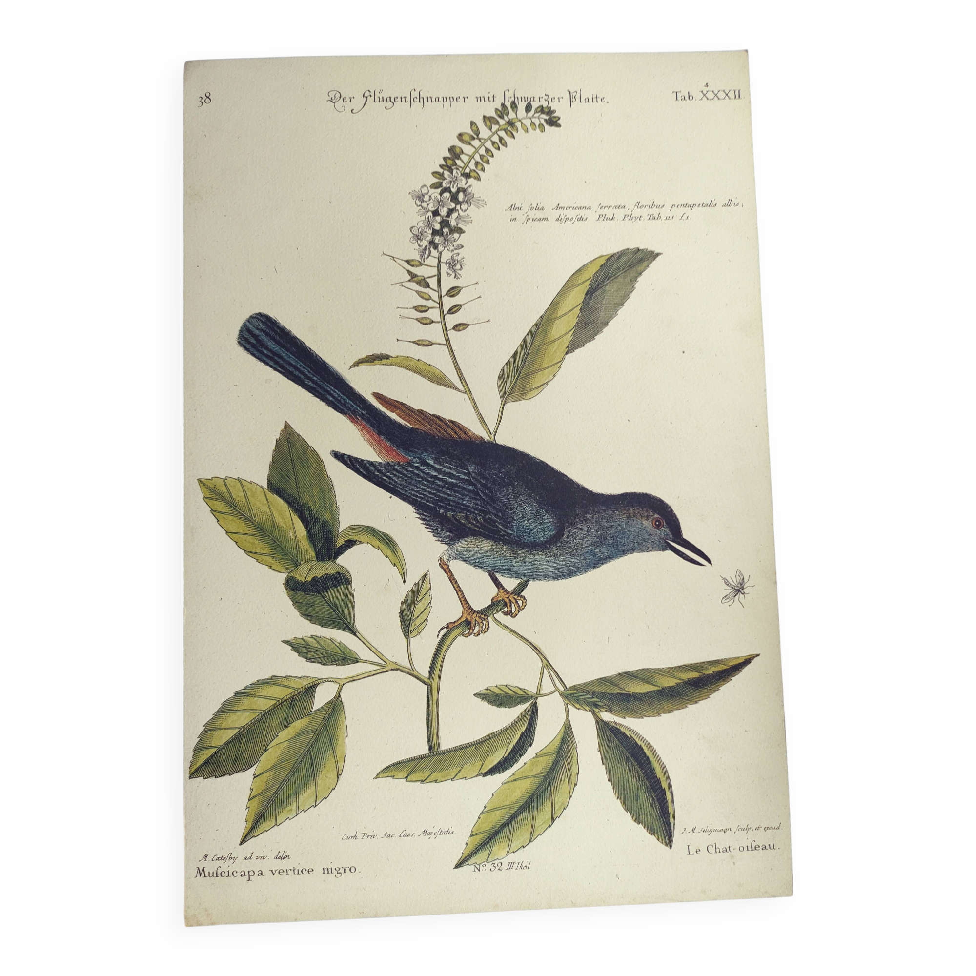 Old bird engraving -The Cat-Bird- Zoological plate by Seligmann & Catesby