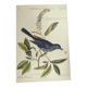 Old bird engraving -The Cat-Bird- Zoological plate by Seligmann & Catesby