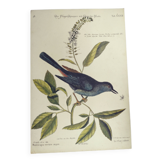 Old bird engraving -The Cat-Bird- Zoological plate by Seligmann & Catesby