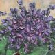 Still life painting with violets 1964