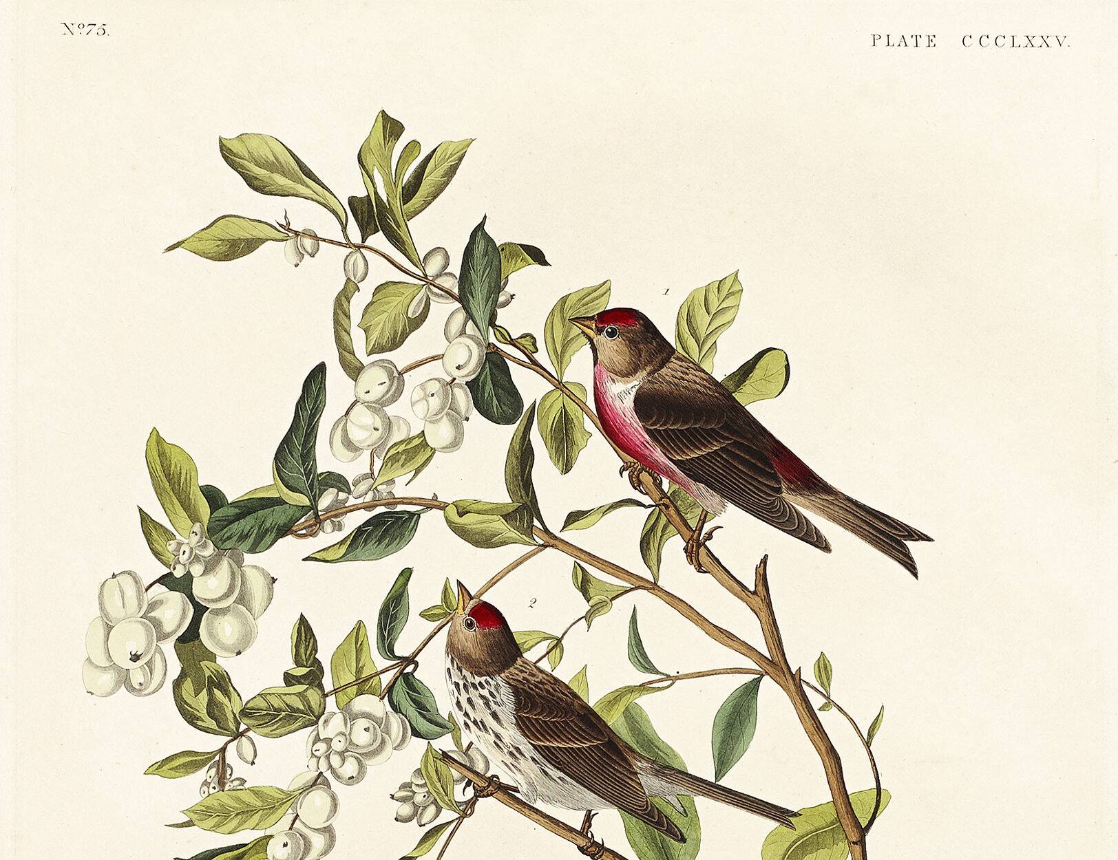 Affiche sur le Sizerin flammé, d’après une gravure ancienne de 1827.