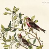 Affiche sur le Sizerin flammé, d’après une gravure ancienne de 1827.