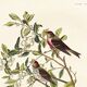 Poster about the Common Redpoll, based on an old engraving from 1827.