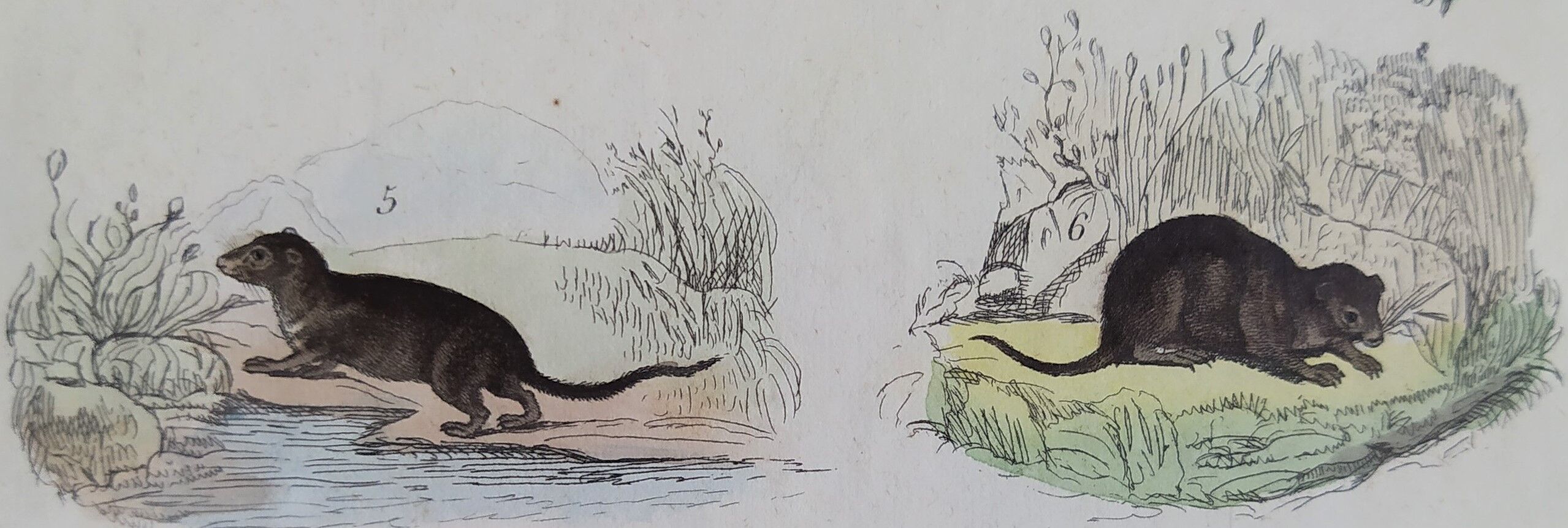 Original zoological plate "field mouse, perch rat, scherman,... - Buffon 1838