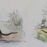 Original zoological plate "field mouse, perch rat, scherman,... - Buffon 1838