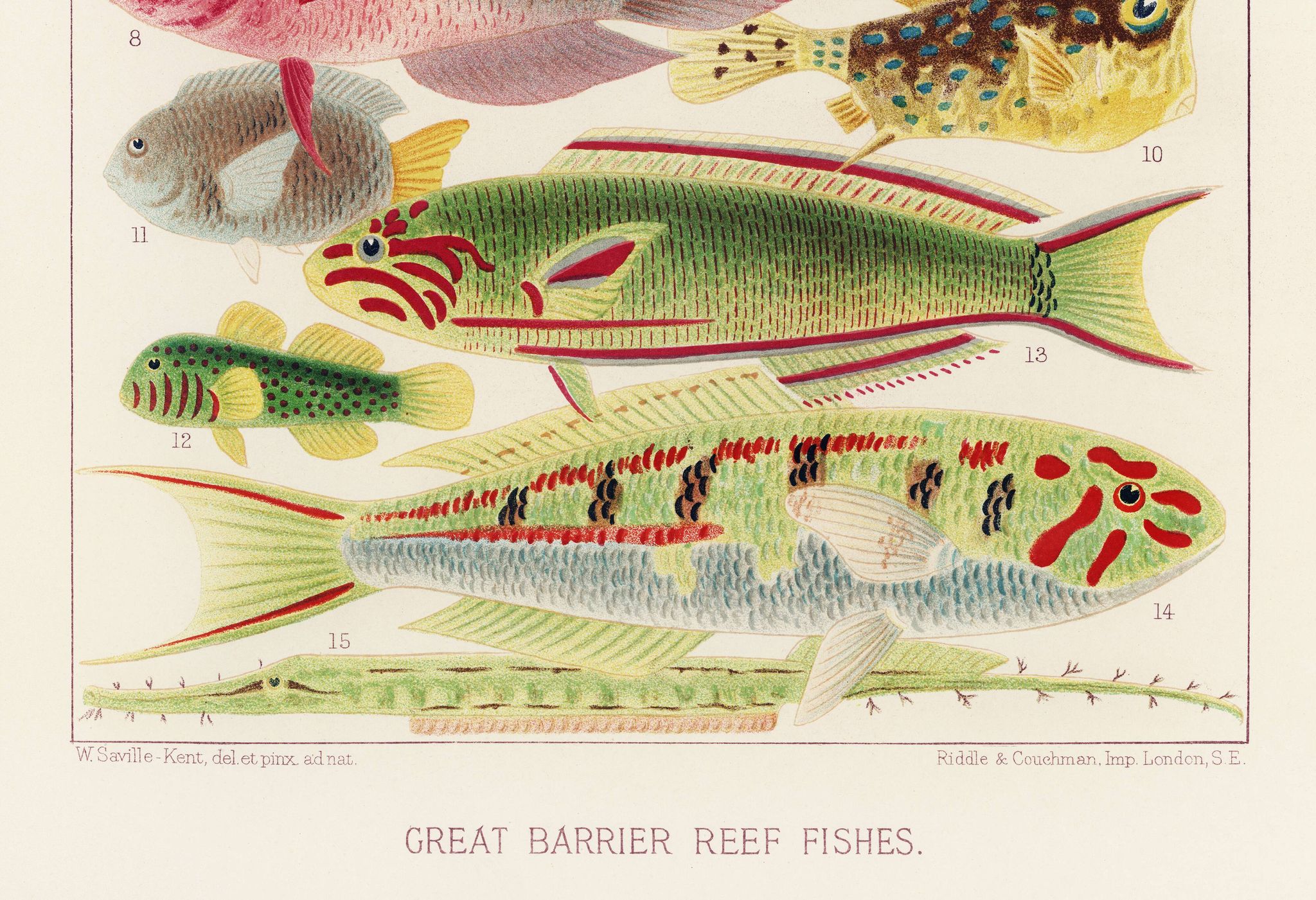 Poster about exotic fish, based on an old lithograph from 18