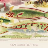 Poster about exotic fish, based on an old lithograph from 18