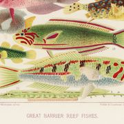 Poster about exotic fish, based on an old lithograph from 18