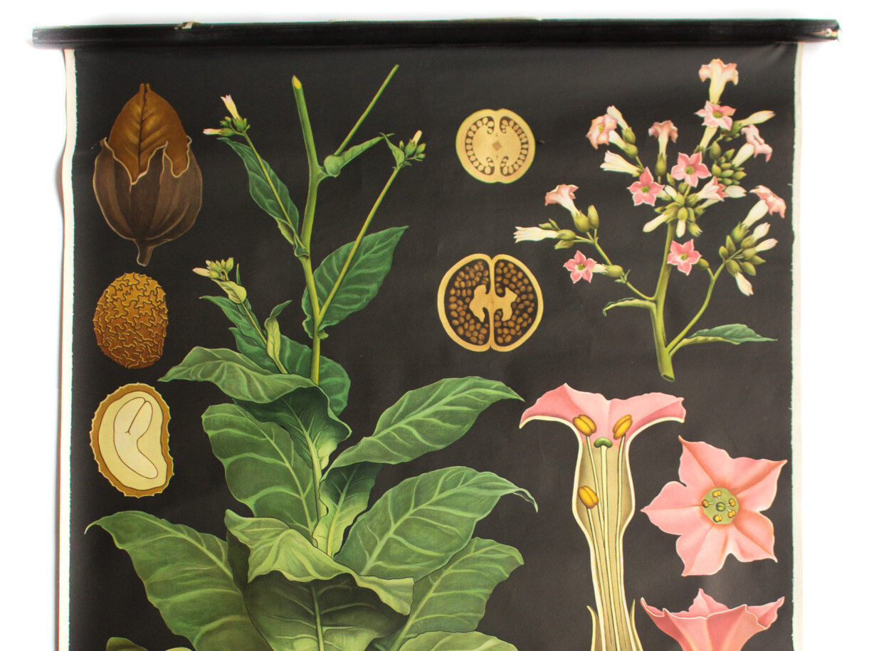 Educational poster 1972 tobacco plant