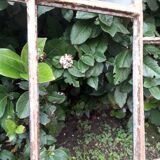 Industrial arched metal windows L73xH110 19th century glass roof