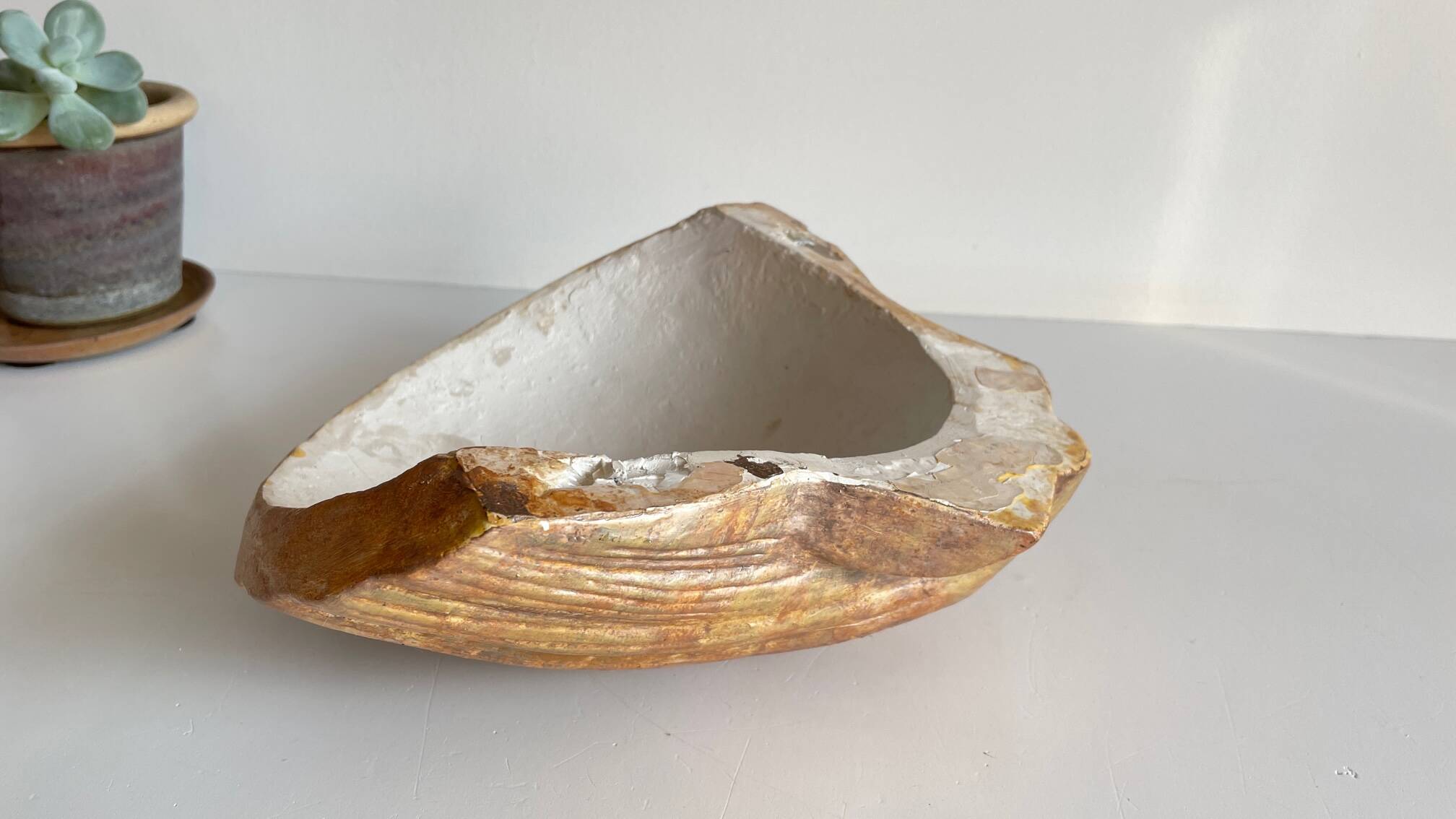 Shell wall enameled by aljezur