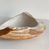 Shell wall enameled by aljezur