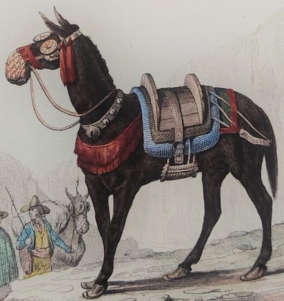 Original zoological plank "Zebra and Mulet" Buffon 1840