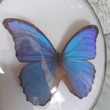 Papillon encadré cadre ovale bombé morpho
