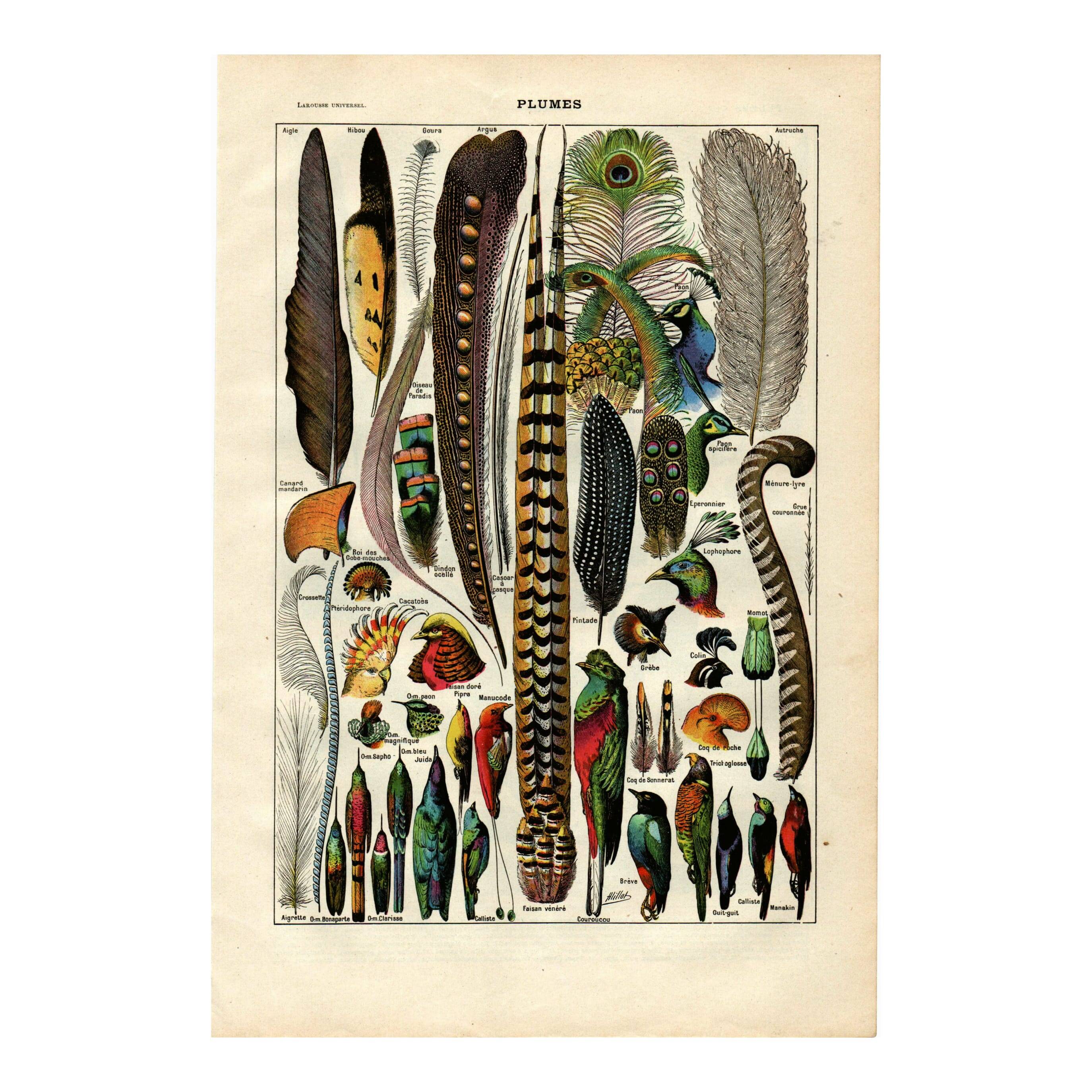 Gravure ancienne de 1923 - Plumes d'oiseaux exotiques par A. Millot