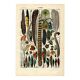 Gravure ancienne de 1923 - Plumes d'oiseaux exotiques par A. Millot