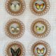 Lot of 6 wooden frames with butterfly