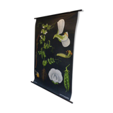 POIS botanical poster by Jung Koch Quentell, created in 1953, printed in Germany in 1985