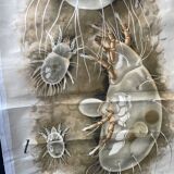 Pfurtscheller zoological map poster