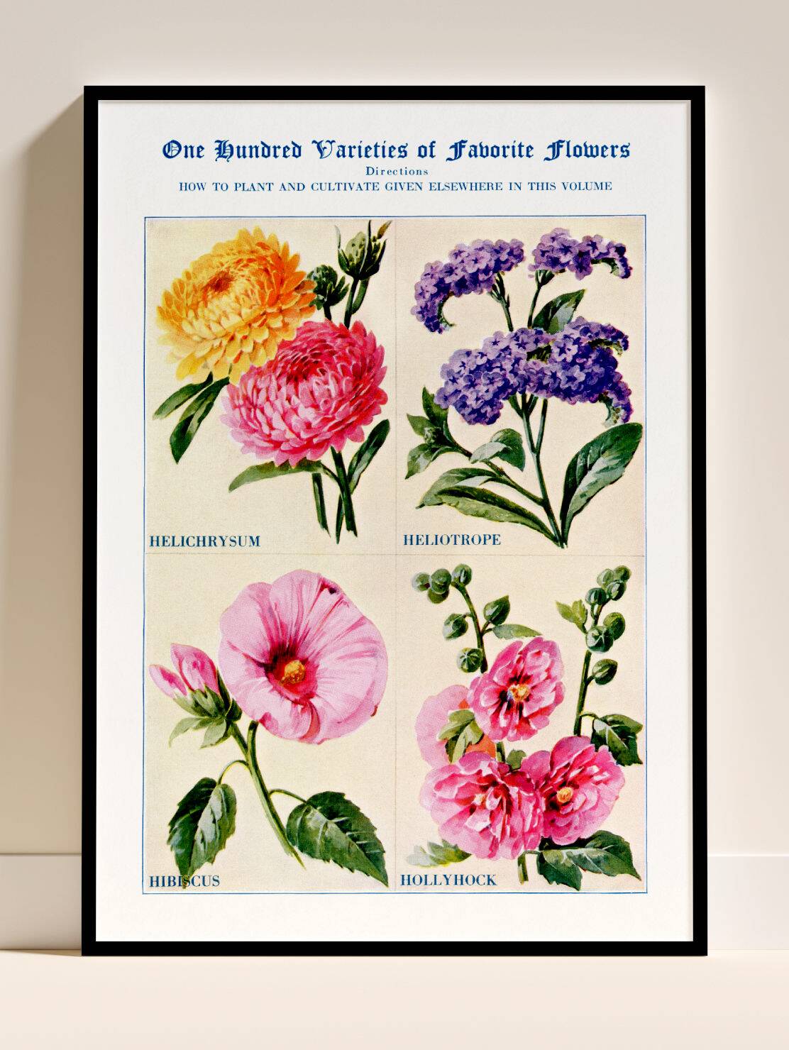 Poster featuring immortelles, heliotropes, hibiscus and hollyhocks