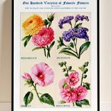 Poster featuring immortelles, heliotropes, hibiscus and hollyhocks