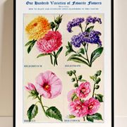 Poster featuring immortelles, heliotropes, hibiscus and hollyhocks