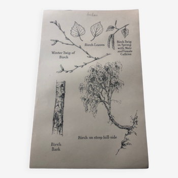 Birch botanical poster