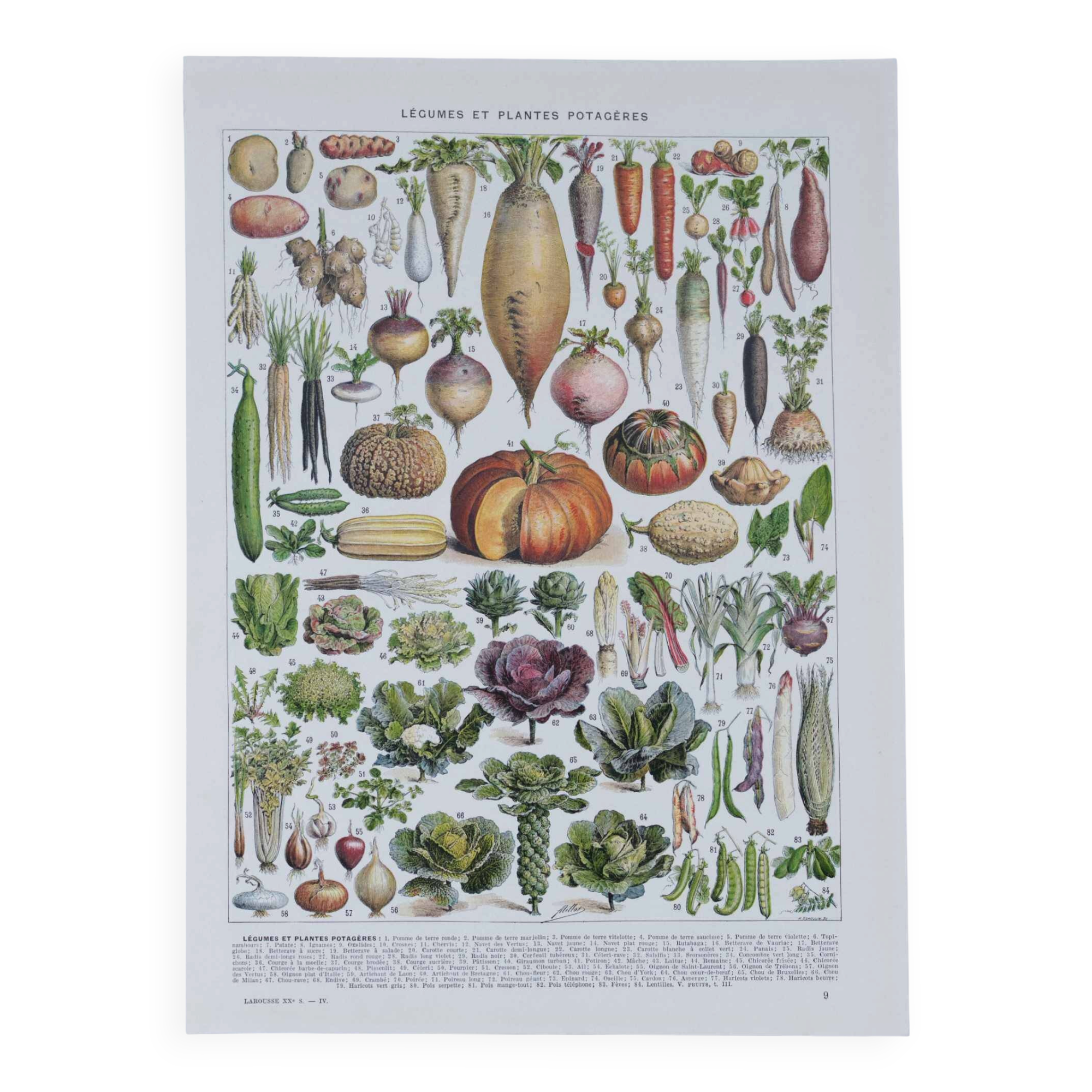 Botanical treasure of the 1930s: illustrated plate of forgotten vegetables.