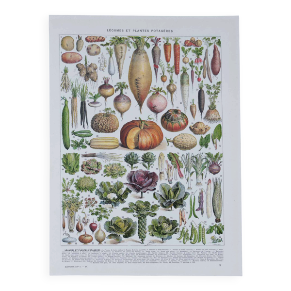 Trésor botanique des années 1930: planche illustrée des légumes oubliés