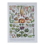 Botanical treasure of the 1930s: illustrated plate of forgotten vegetables.