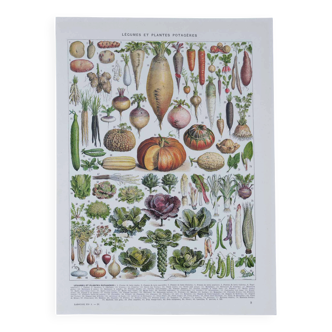 Botanical treasure of the 1930s: illustrated plate of forgotten vegetables.