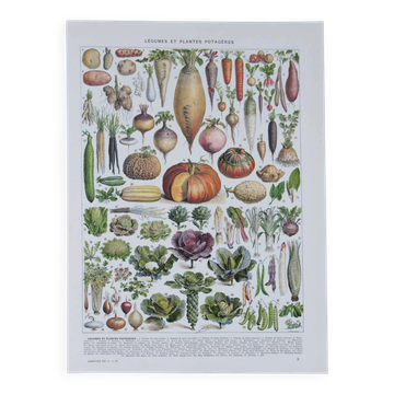 Botanical treasure of the 1930s: illustrated plate of forgotten vegetables.