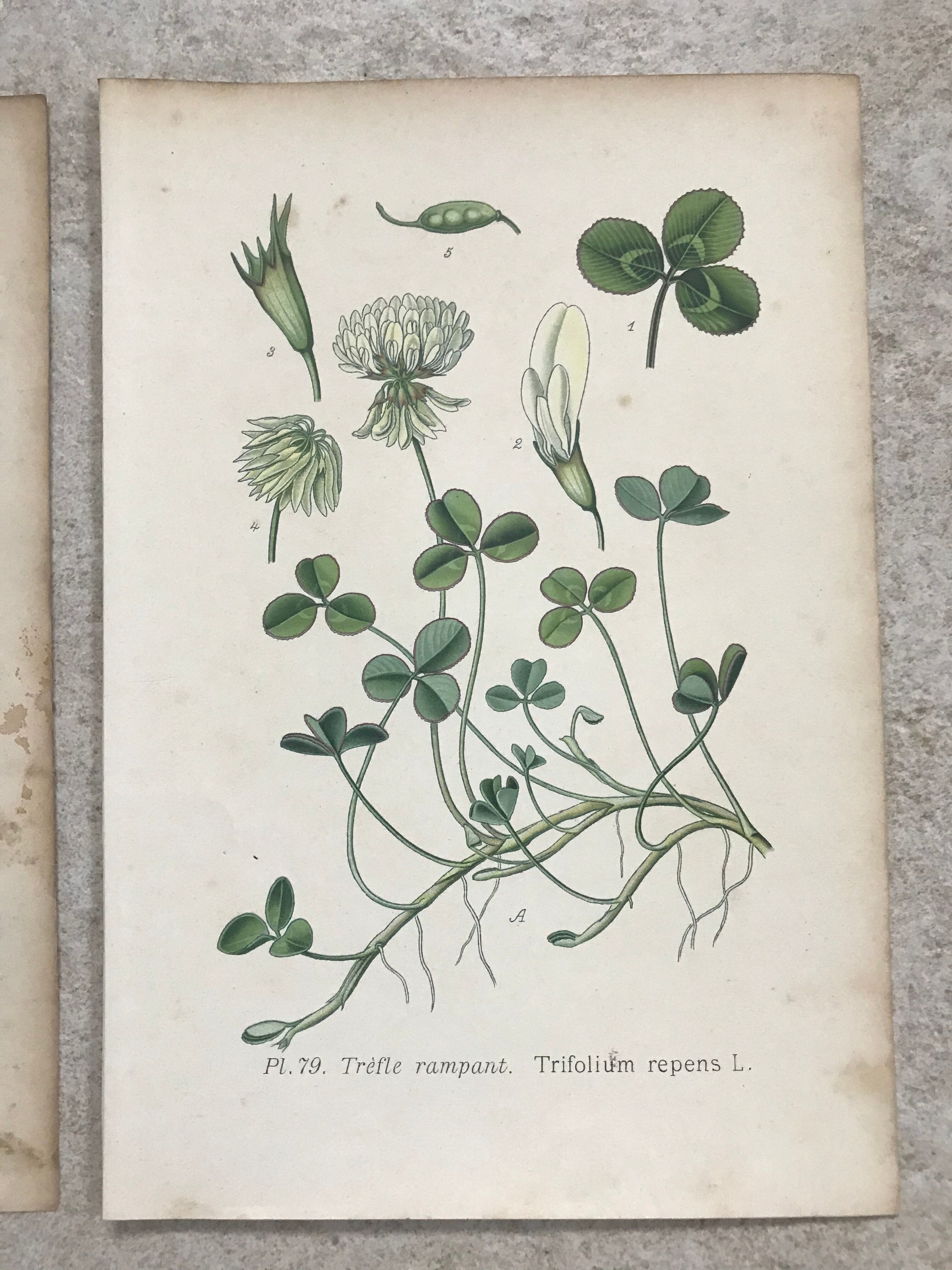 Botanical boards of white flowers 19th