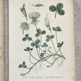 Botanical boards of white flowers 19th