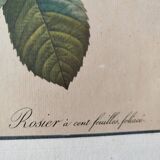 Lithograph Redouté rosa centifolia foliacea