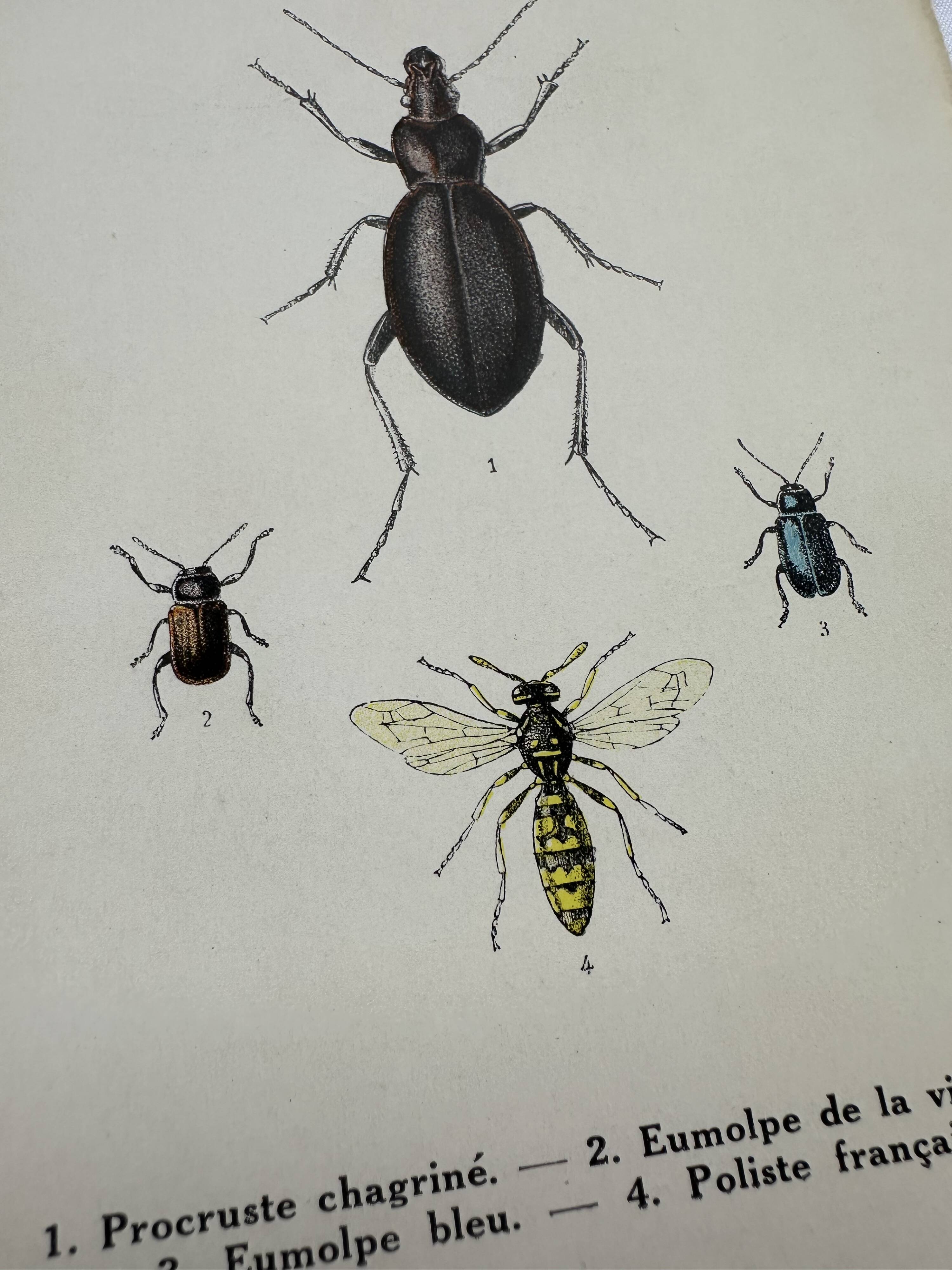 Old lithograph vintage insect