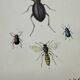 Old lithograph vintage insect