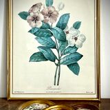 Set of two reproductions of Redouté framed in gilded wood.