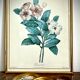 Set of two reproductions of Redouté framed in gilded wood.