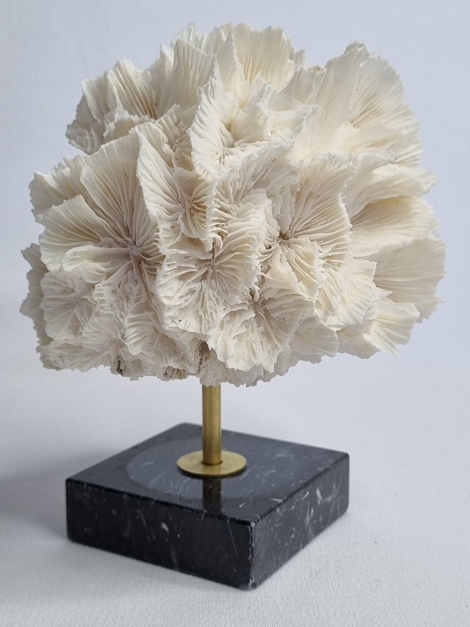 Old white coral on black veined marble base, 16 cm