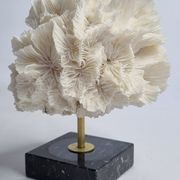 Old white coral on black veined marble base, 16 cm