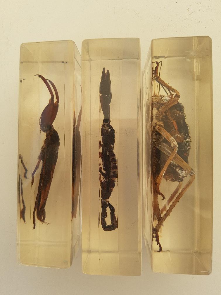 Batch of 3 insects in resin inclusion