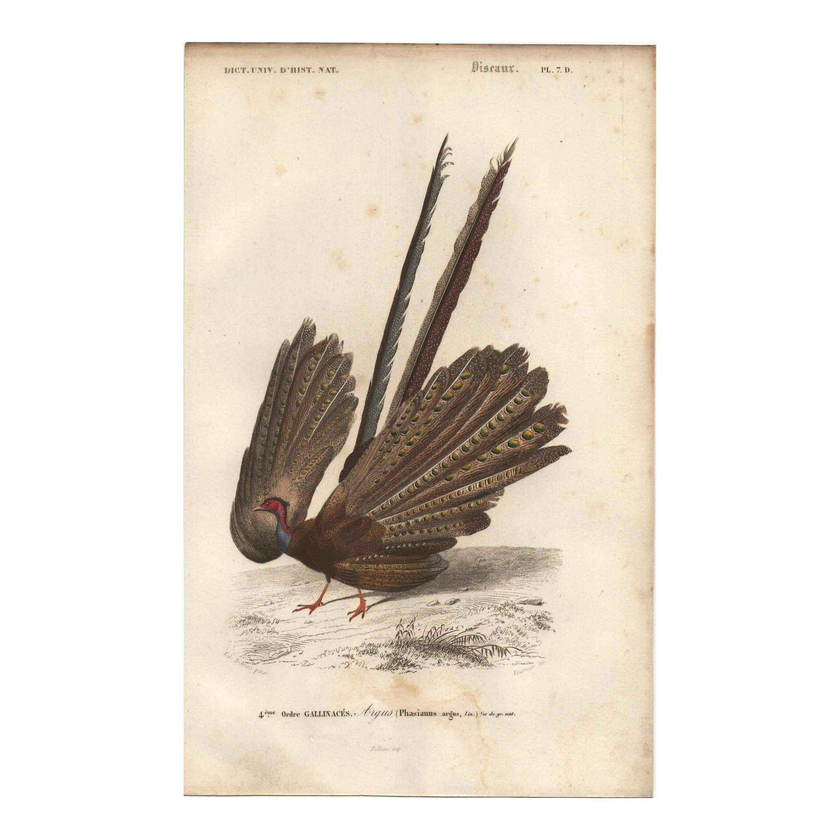 Antique engraving 1849 - Argus by E. Travies, Asia, pheasant, seduction