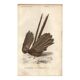 Antique engraving 1849 - Argus by E. Travies, Asia, pheasant, seduction
