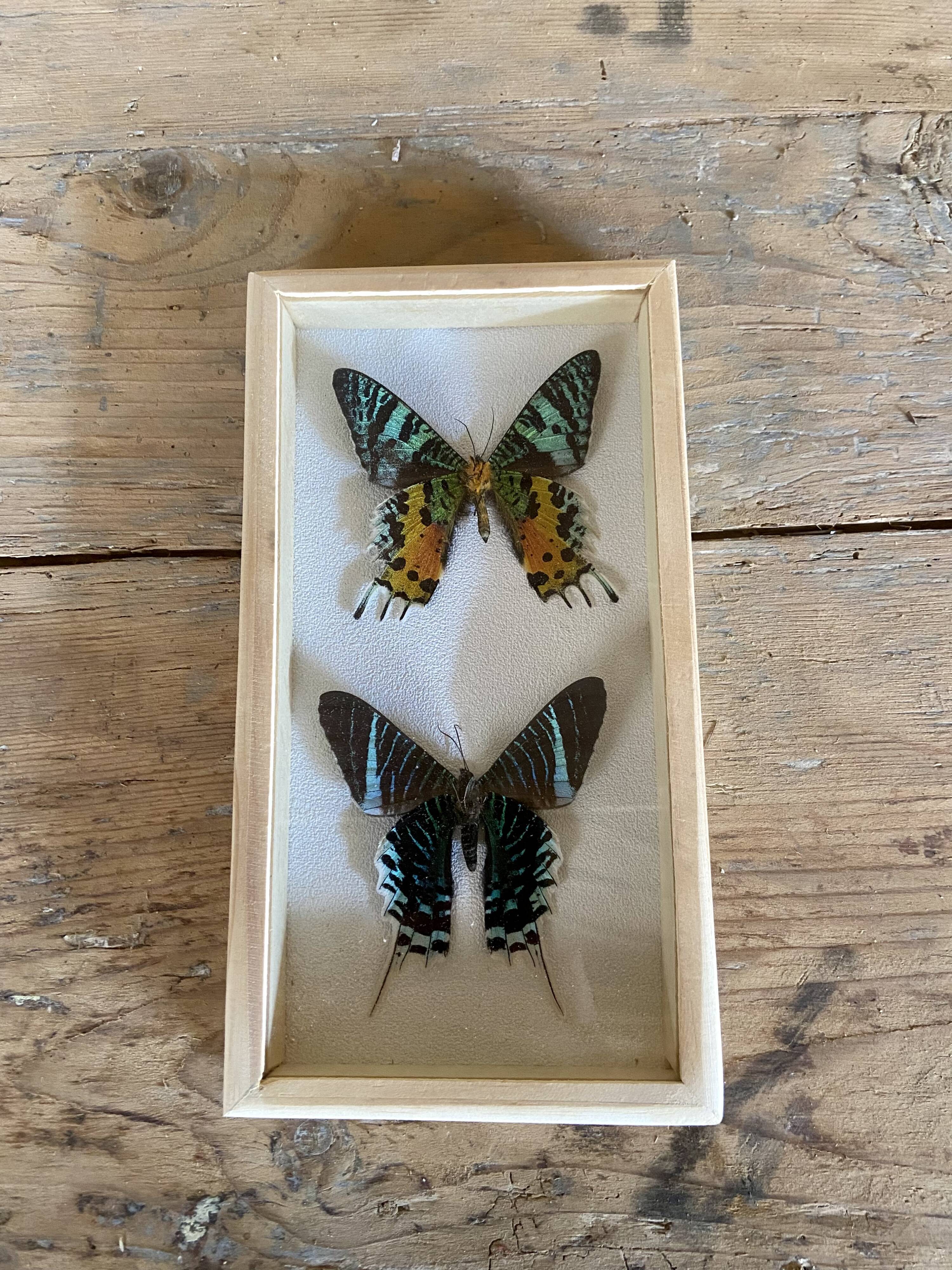 Butterfly frame urania ripheus - urania leilus