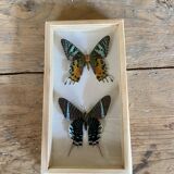 Butterfly frame urania ripheus - urania leilus