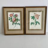 Pair of botanical graphics, 1970