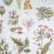 Planche botanique années 20 Vénéneuses
