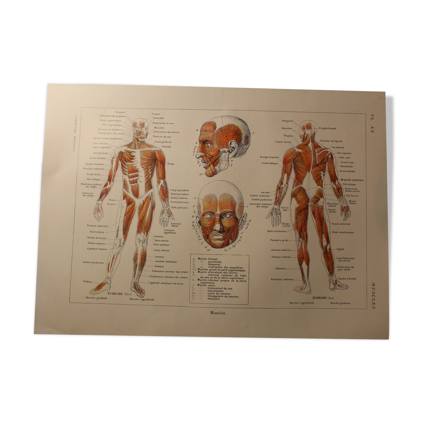 Medical board - anatomy - Muscles