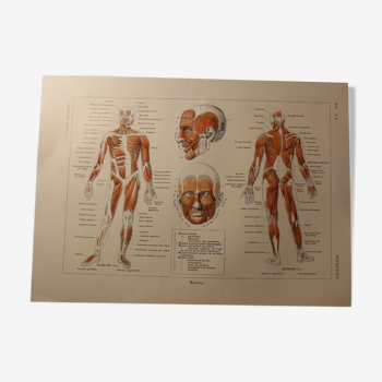 Planche médicale anatomie muscles